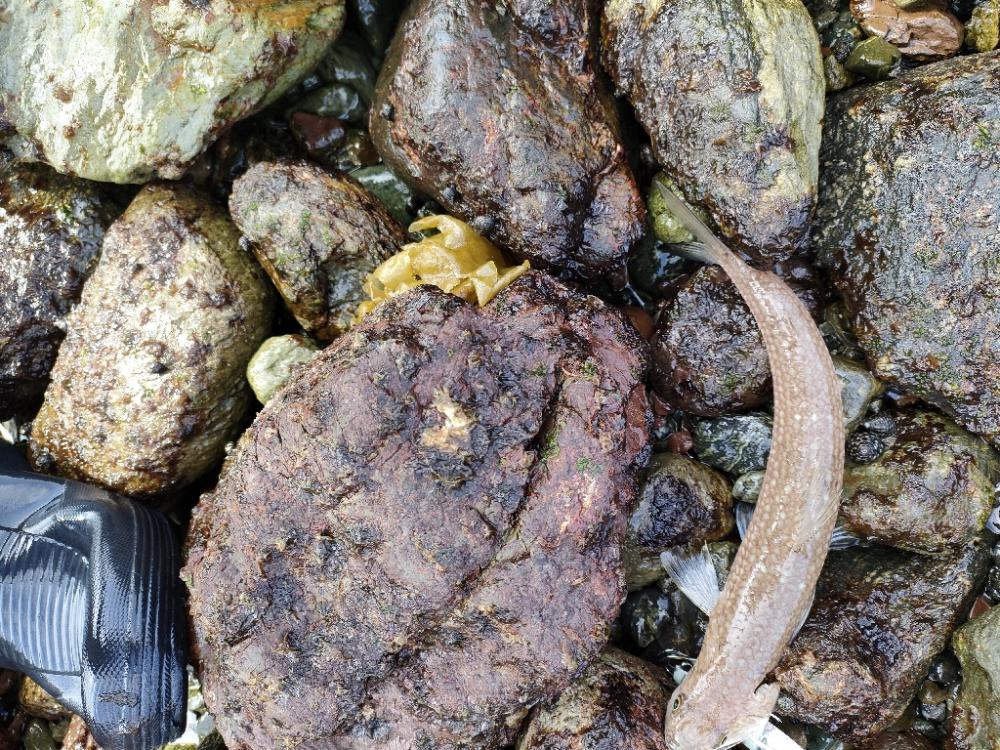 ショアジギング