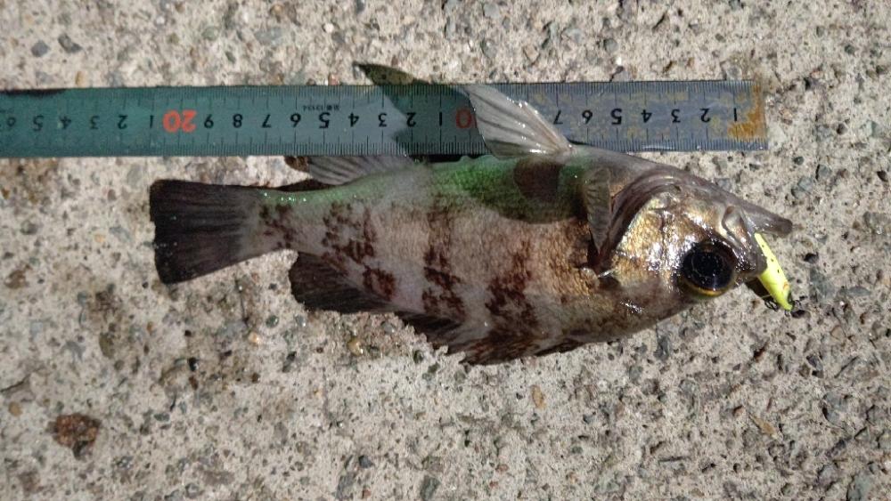 初プラグフィッシュ