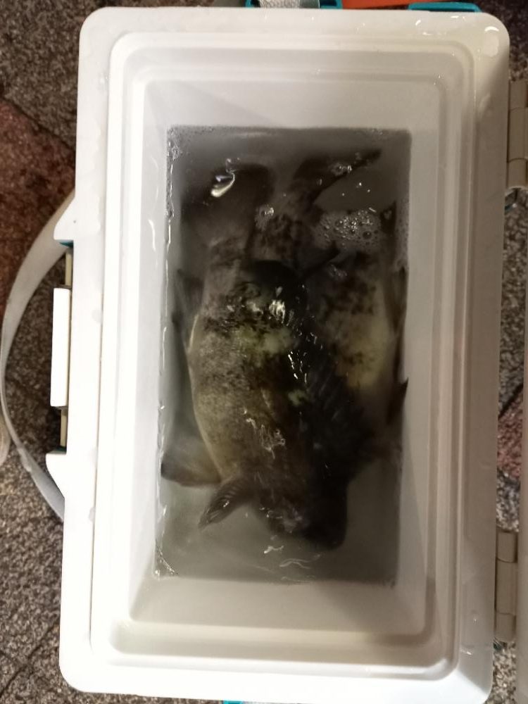 とっとパークでデカメバル