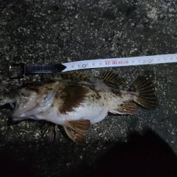 最高コンディションでカサゴ入れ喰い