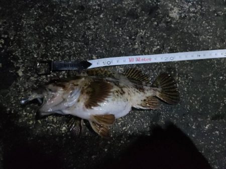 最高コンディションでカサゴ入れ喰い