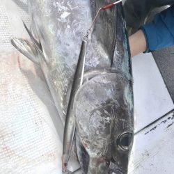 当たると良型！！