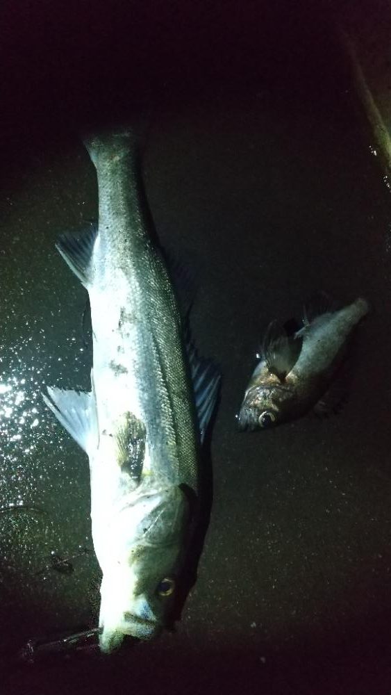 初のランカーシーバス