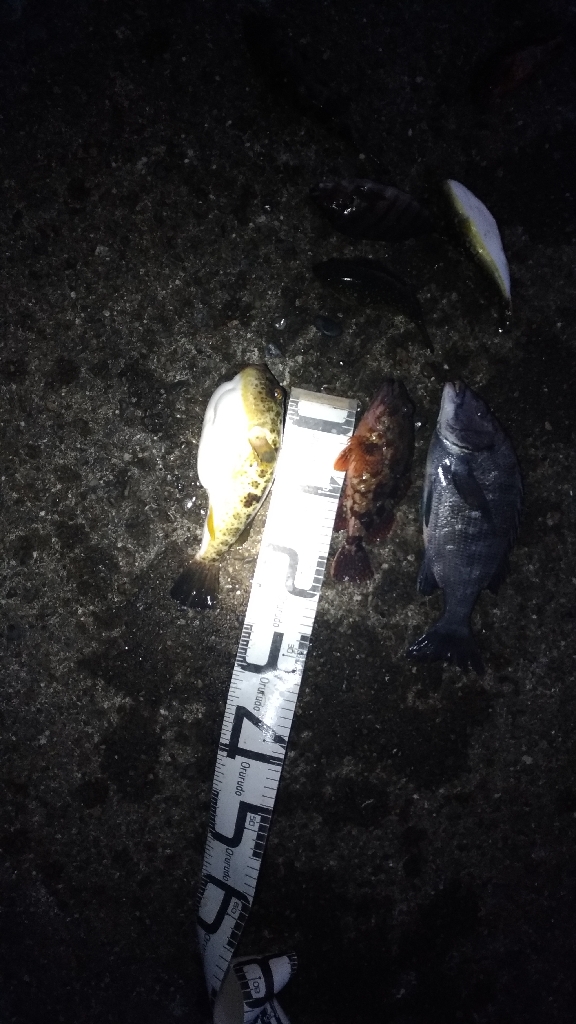 3/12釣果 色々釣れました