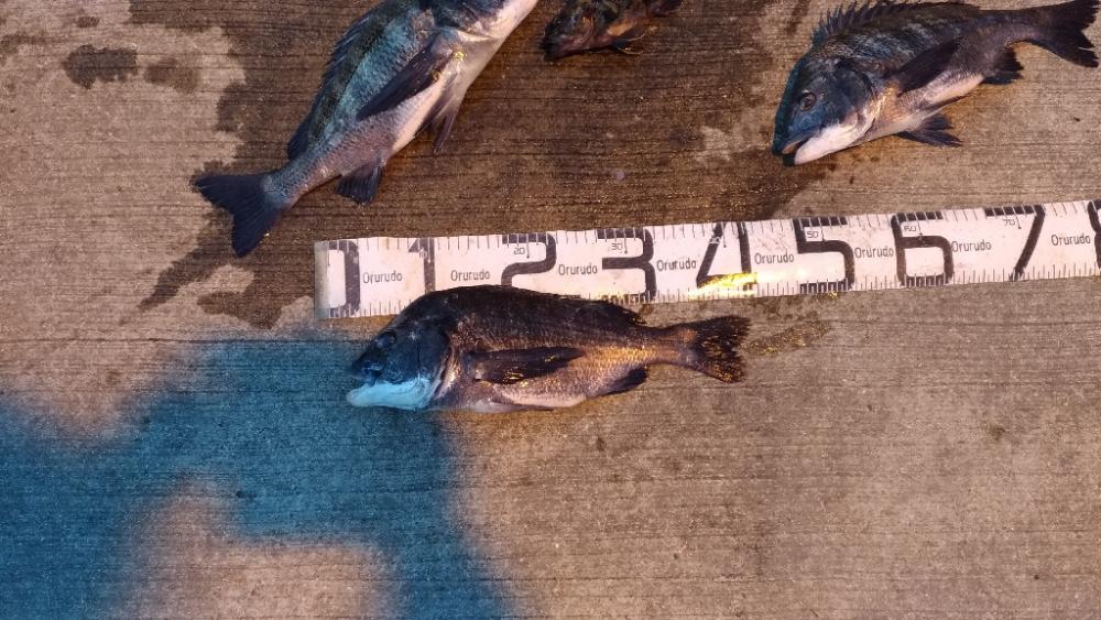 3/20釣果 チヌ5枚