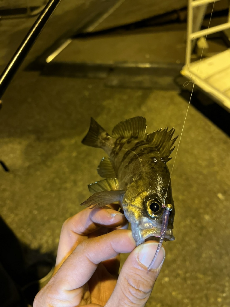 うさぎ島釣りキャンプ⛺