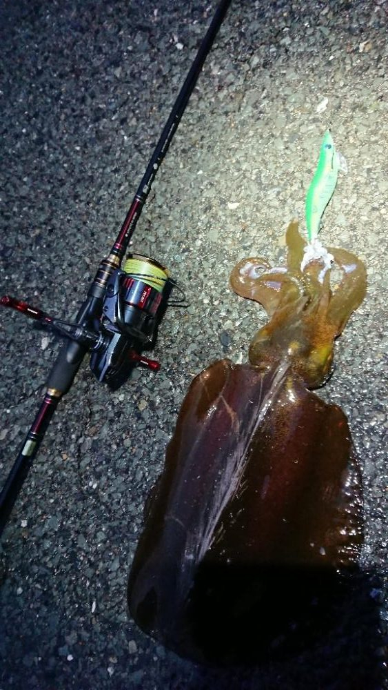 対馬エギング釣果……27