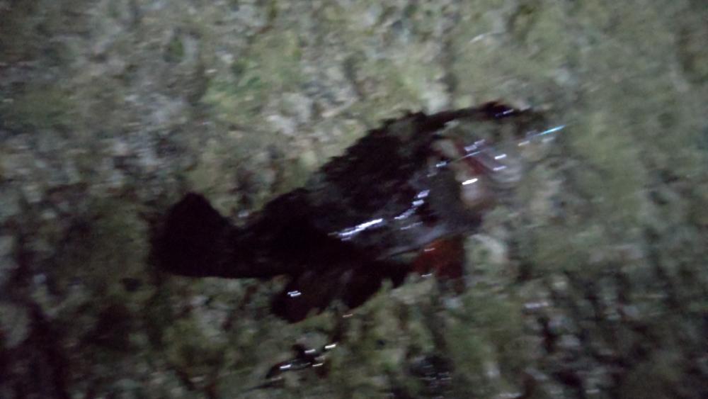 クロソイさん、いらっしゃい