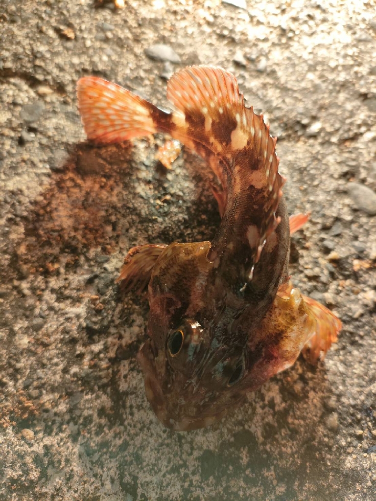 まさかの夜釣りでDAISOサビキセットで思わぬ釣果