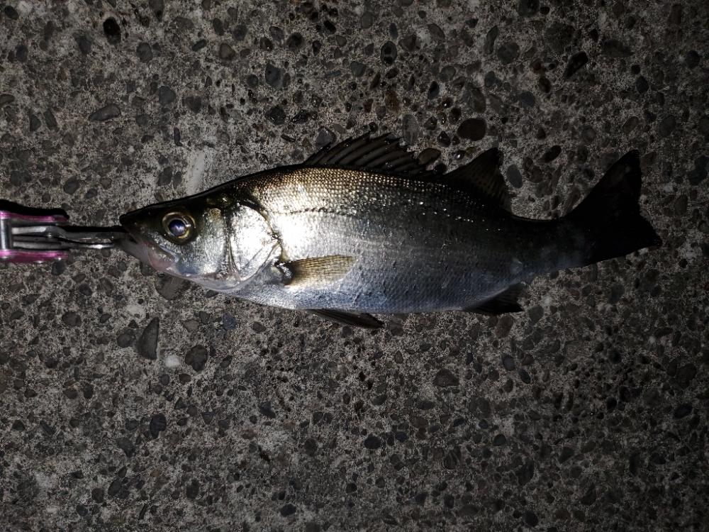 雨の合間をぬって