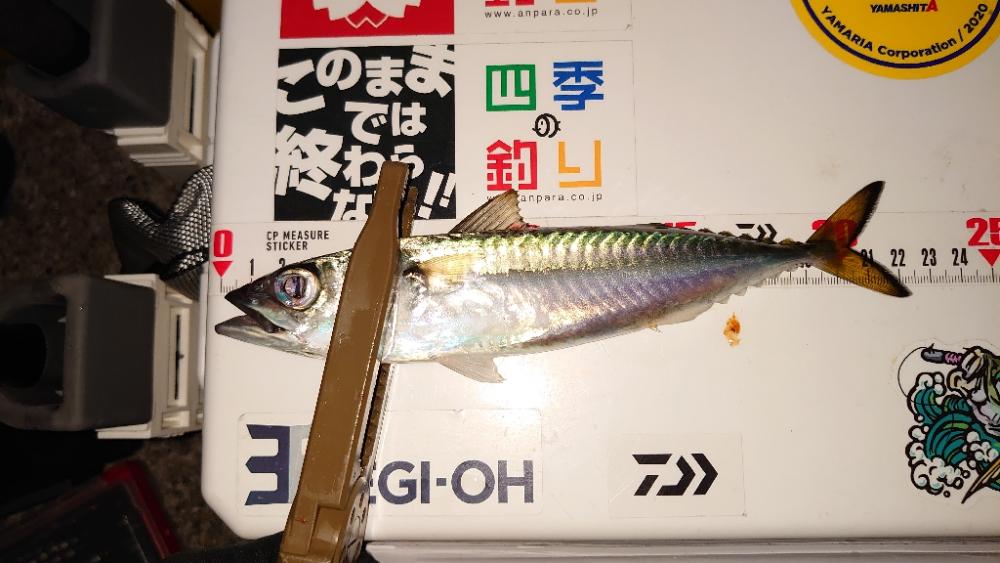 アジを求めてサバ釣果