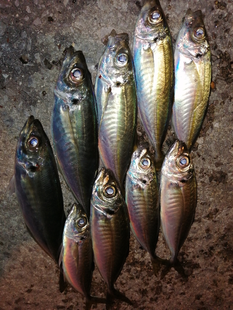 アジのちメバル