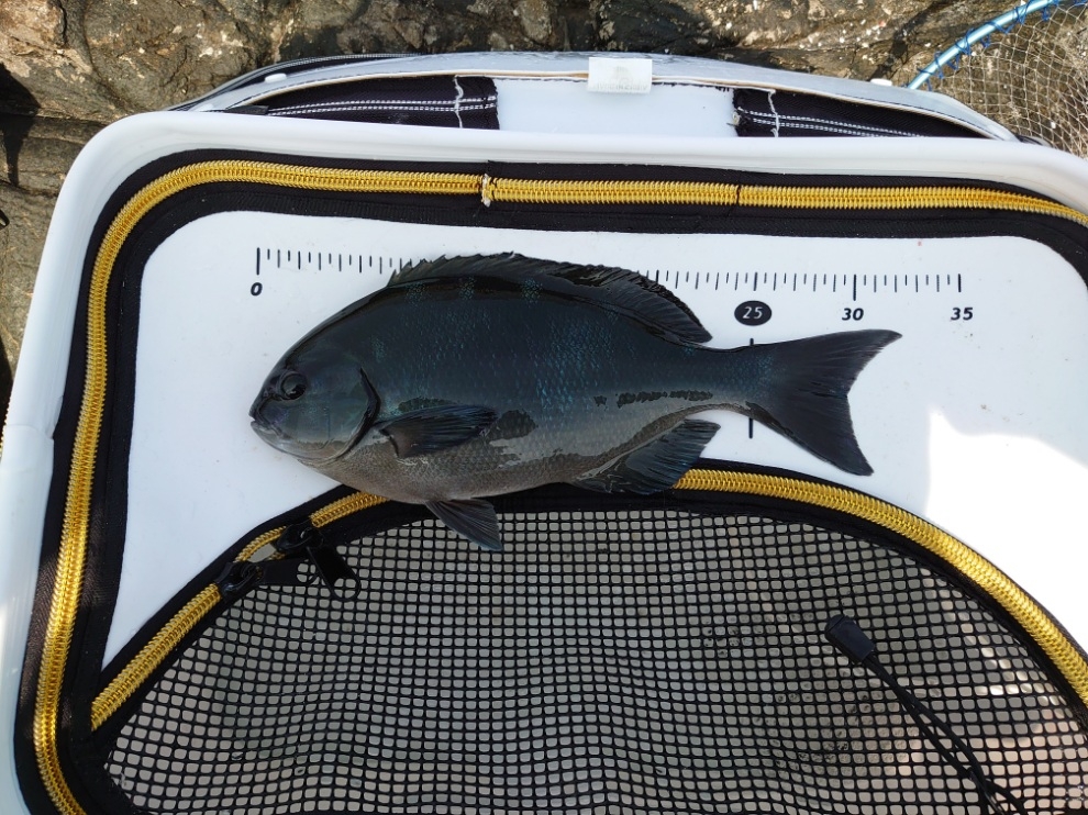 太地でグレ釣り