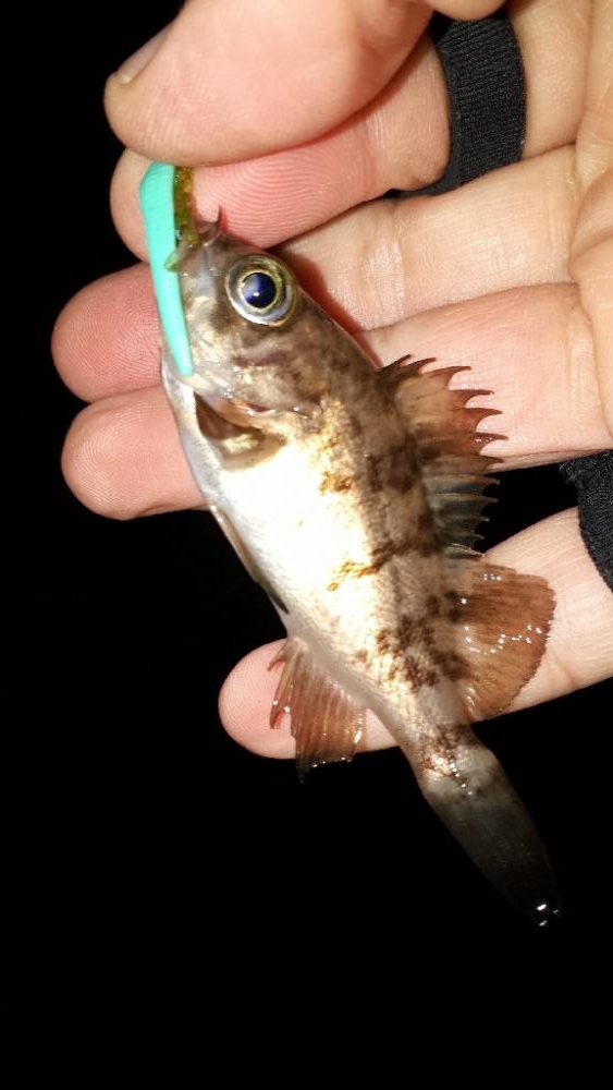 淡路島でメバリング