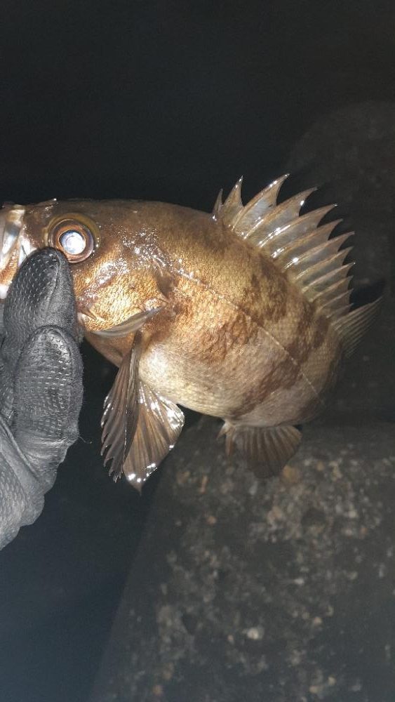 本日もメバリング～