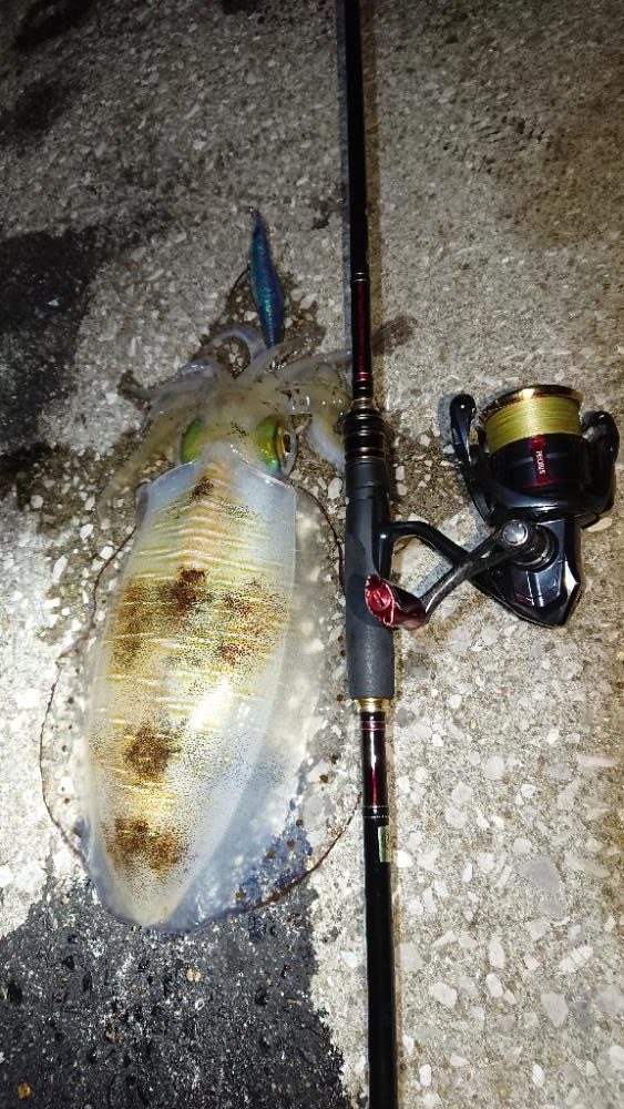 対馬エギング釣果……25