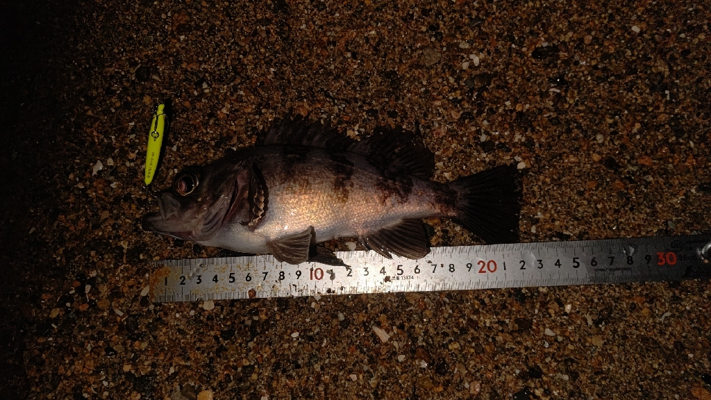 サーフメバリング