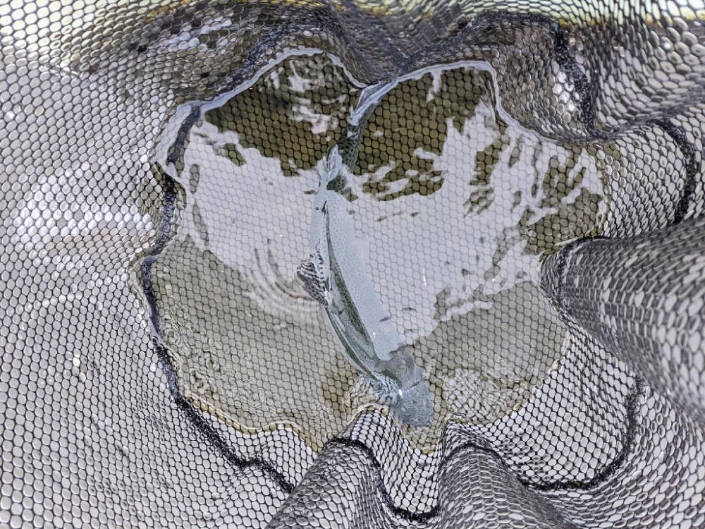 頂鱒を求めて〜