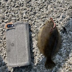 花見カレイ前線まだまだ2