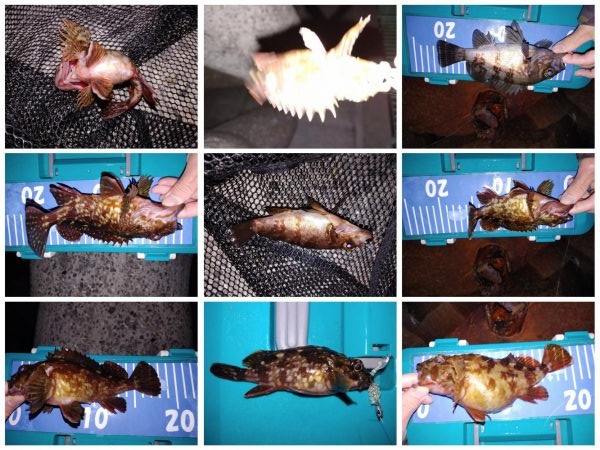 フォールでメバル、ガシラ