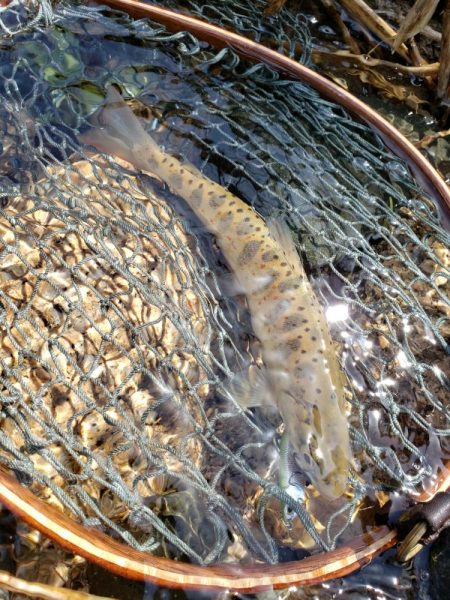 ダウンでしか食わせられなかった