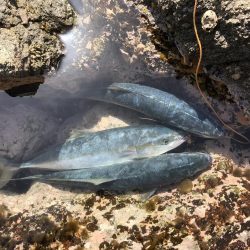 ハマチ50-53cm 3匹