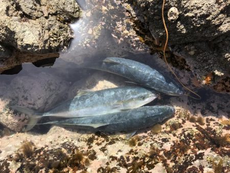 ハマチ50-53cm 3匹