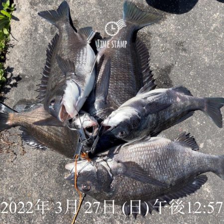 南港ヘチ釣り