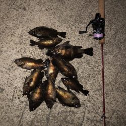 メバルの注文承りました。