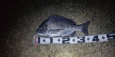 今年やっと満足できた