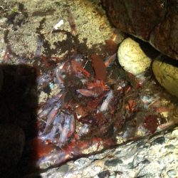 ホタルイカパターン代1弾