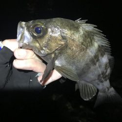 久々の淡路島メバリング