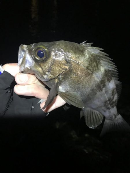 久々の淡路島メバリング