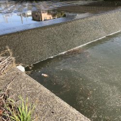 地元の川でパン鯉ゲーム