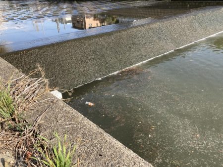 地元の川でパン鯉ゲーム