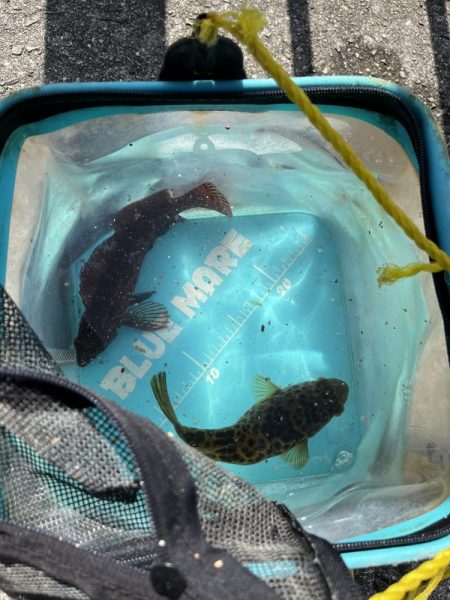 花見カレイ不発