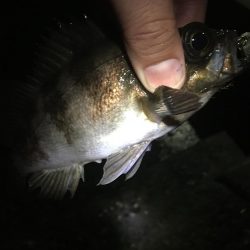 たかたか釣り日記