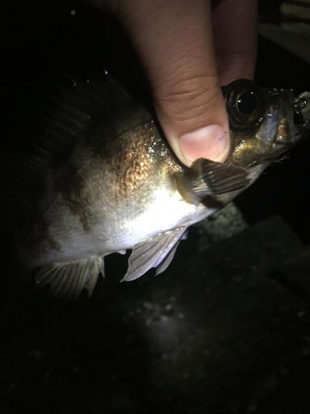 たかたか釣り日記