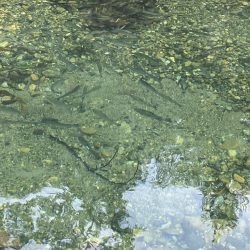 一年ぶりのエリアトラウト!果たして釣れるのか⁈