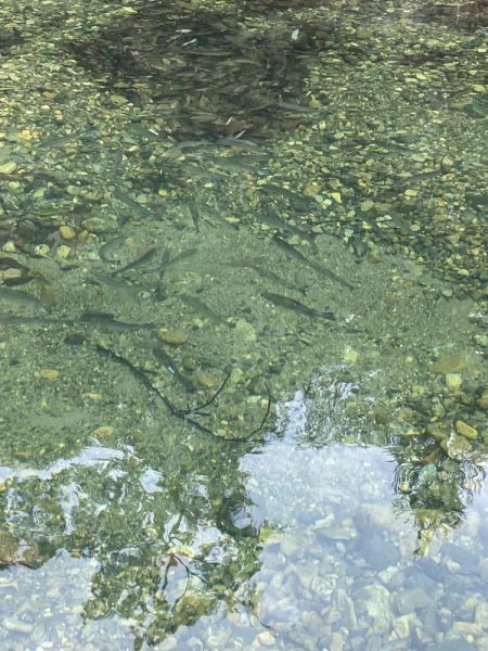 一年ぶりのエリアトラウト!果たして釣れるのか⁈