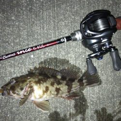 久々のメバリング