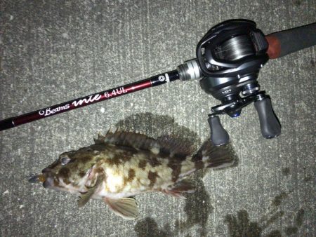 久々のメバリング