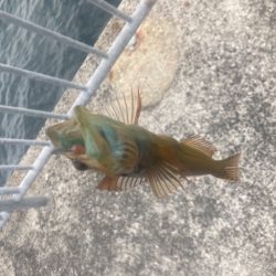 デイメバリング