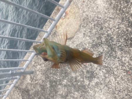 デイメバリング