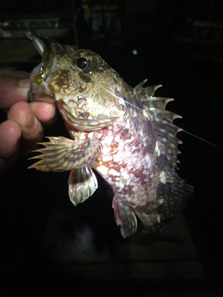 たかたか釣り日記