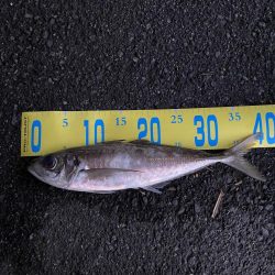 ノッコミチヌを求めて