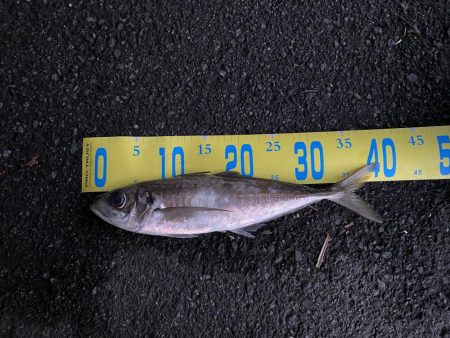 ノッコミチヌを求めて