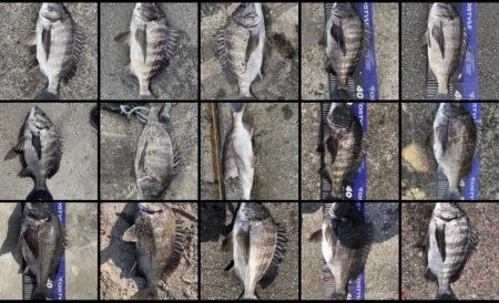 イチノ兄弟、釣果!