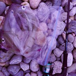 ラストヤリイカ