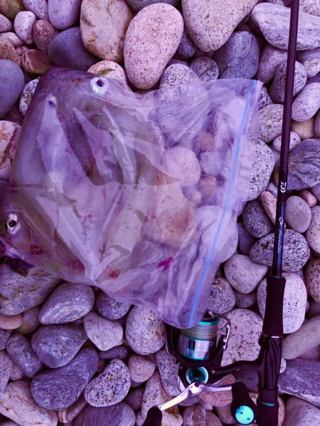 ラストヤリイカ